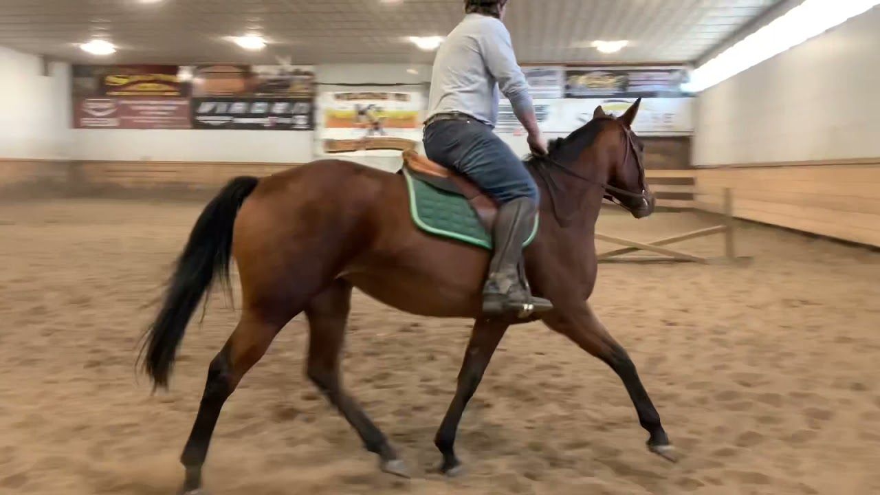 Canadian Sport Horse hunter/jumper gelding Spring 2018 ani Bay de vânzare - Foto 2