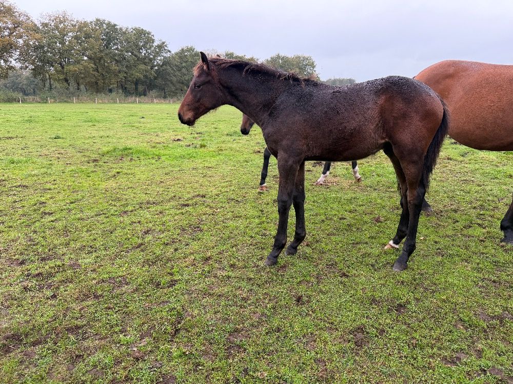 KWPN springpaard Hengst Donkerbruin te koop - Hoofdfoto