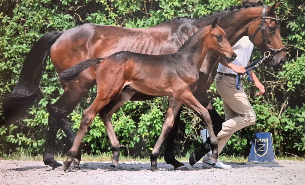 Zangersheide springpaard Hengst Donkerbruin te koop - Foto 2