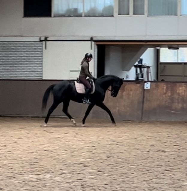 KWPN dressuurpaard Ruin 4 jaar Zwart te koop - Foto 4