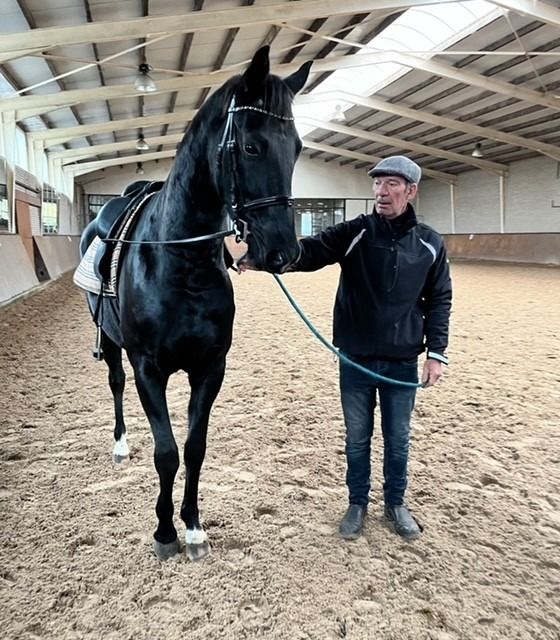 KWPN dressuurpaard Ruin 4 jaar Zwart te koop - Foto 6