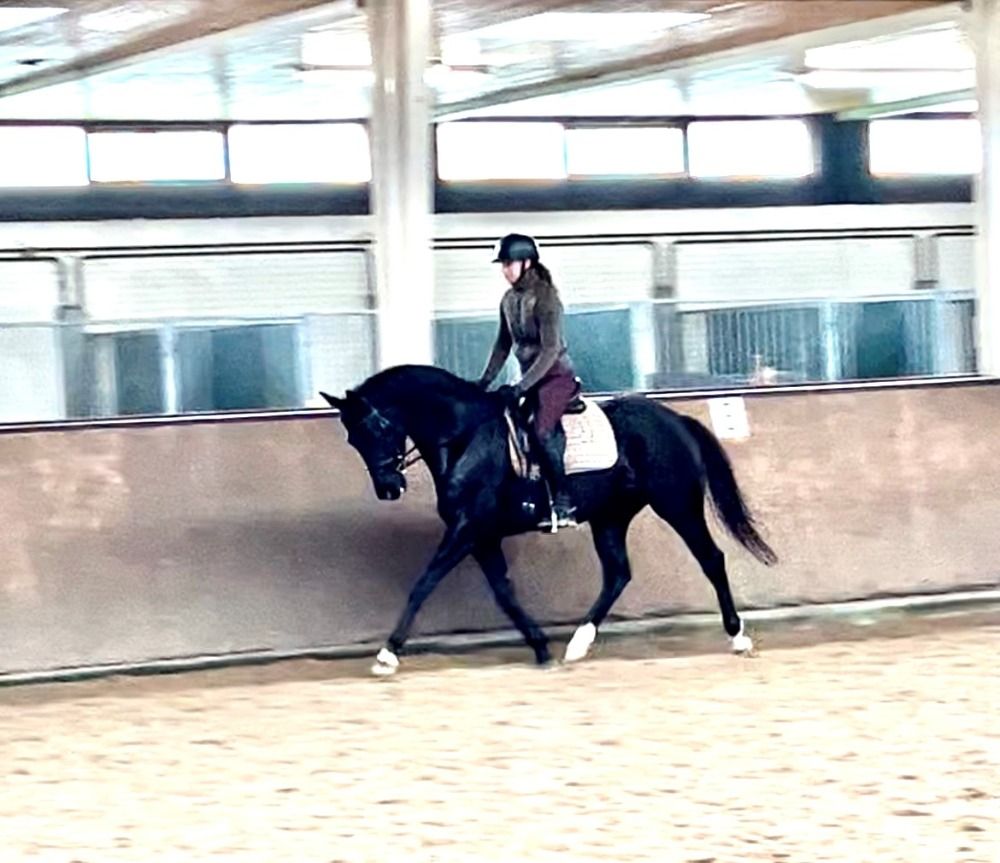 KWPN dressuurpaard Ruin 4 jaar Zwart te koop - Foto 3
