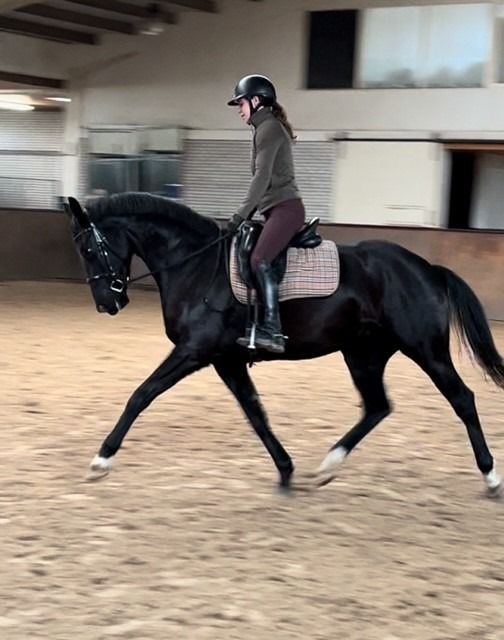 KWPN dressuurpaard Ruin 4 jaar Zwart te koop - Foto 2