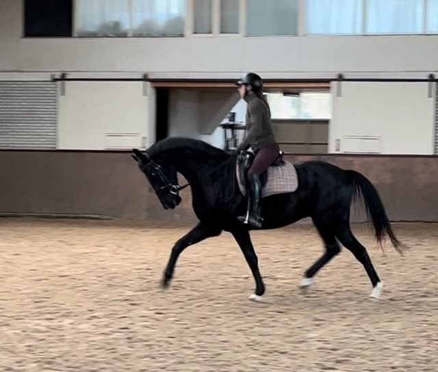 KWPN dressuurpaard Ruin 4 jaar Zwart te koop - Foto 5