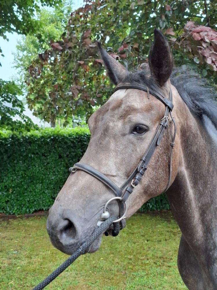 KWPN springpaard Merrie 3 jaar Schimmel te koop - Foto 2