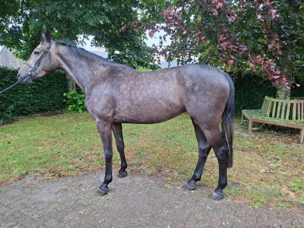 3 jr m. (Carrera x Inaico x Cornet Obelensky)