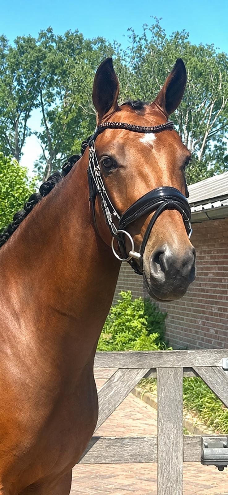 kwpn dressuurpaard merrie 4 歳 bruin 売り出し中 - 写真 2