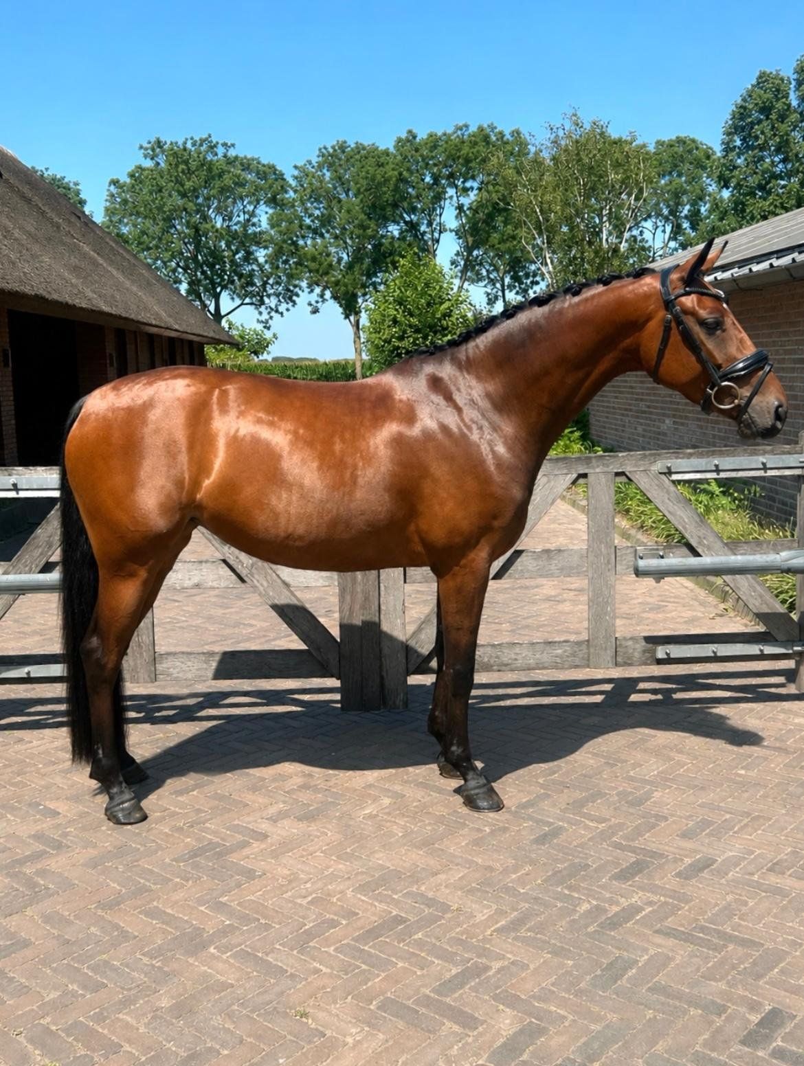Dressuurpaard, Merrie, 4 jaar