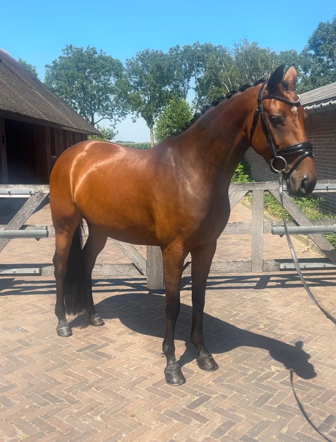 kwpn dressuurpaard merrie 4 歳 bruin 売り出し中 - 写真 3