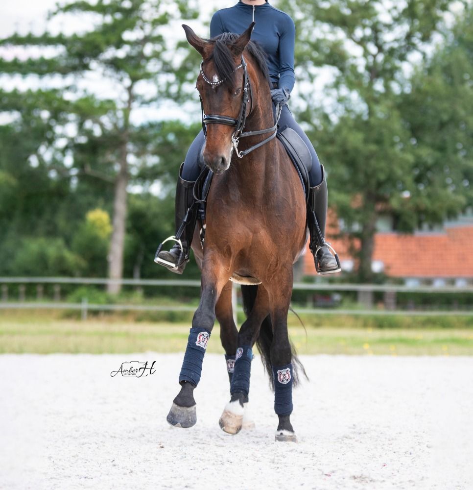KWPN dressuurpaard Merrie 14 años Donkerbruin en venta - Foto 3