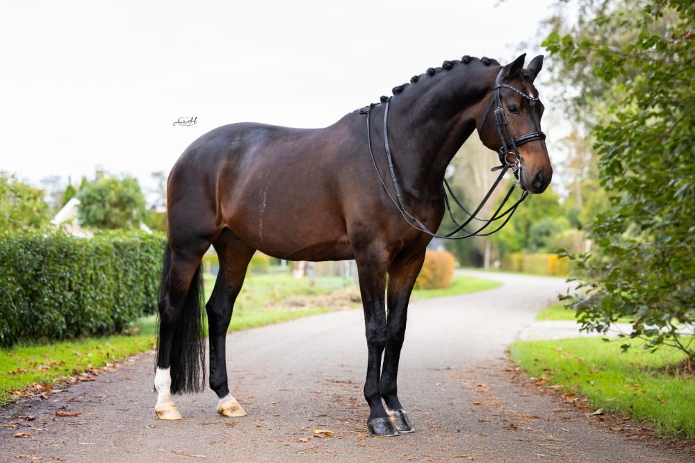 KWPN dressuurpaard Merrie 14 años Donkerbruin en venta - Foto 2