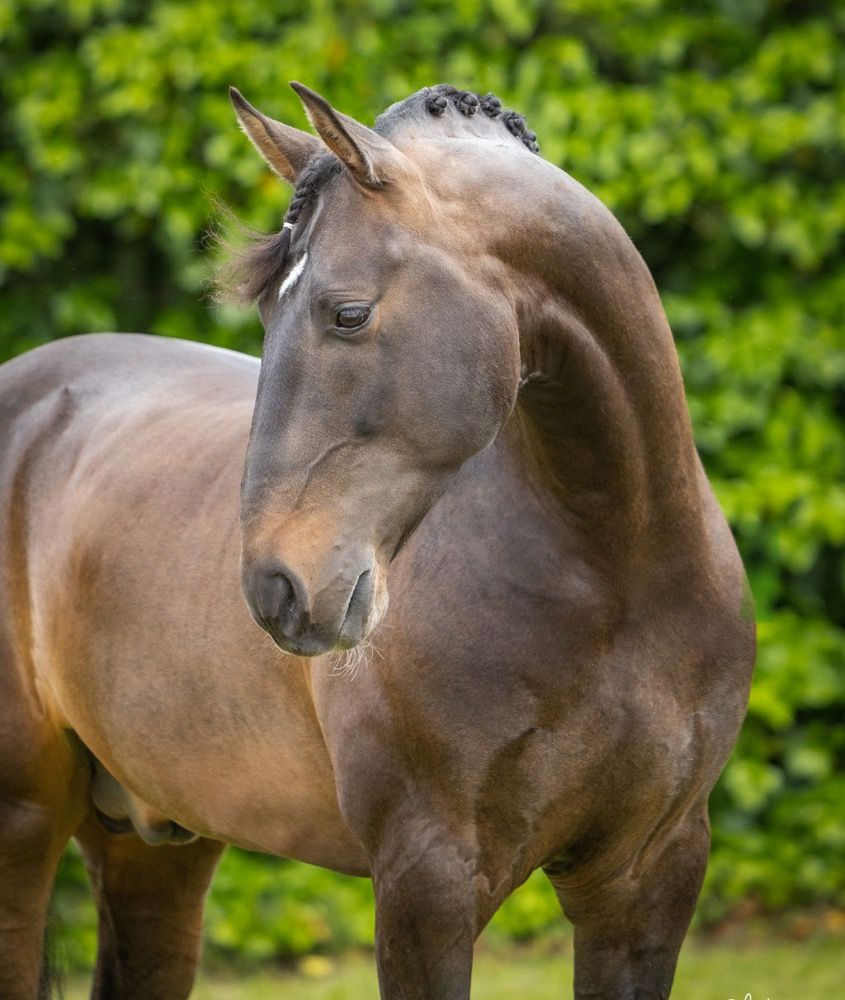 Ander stamboek dressuurpaard Hengst 9 jaar Donkerbruin te koop - Foto 2