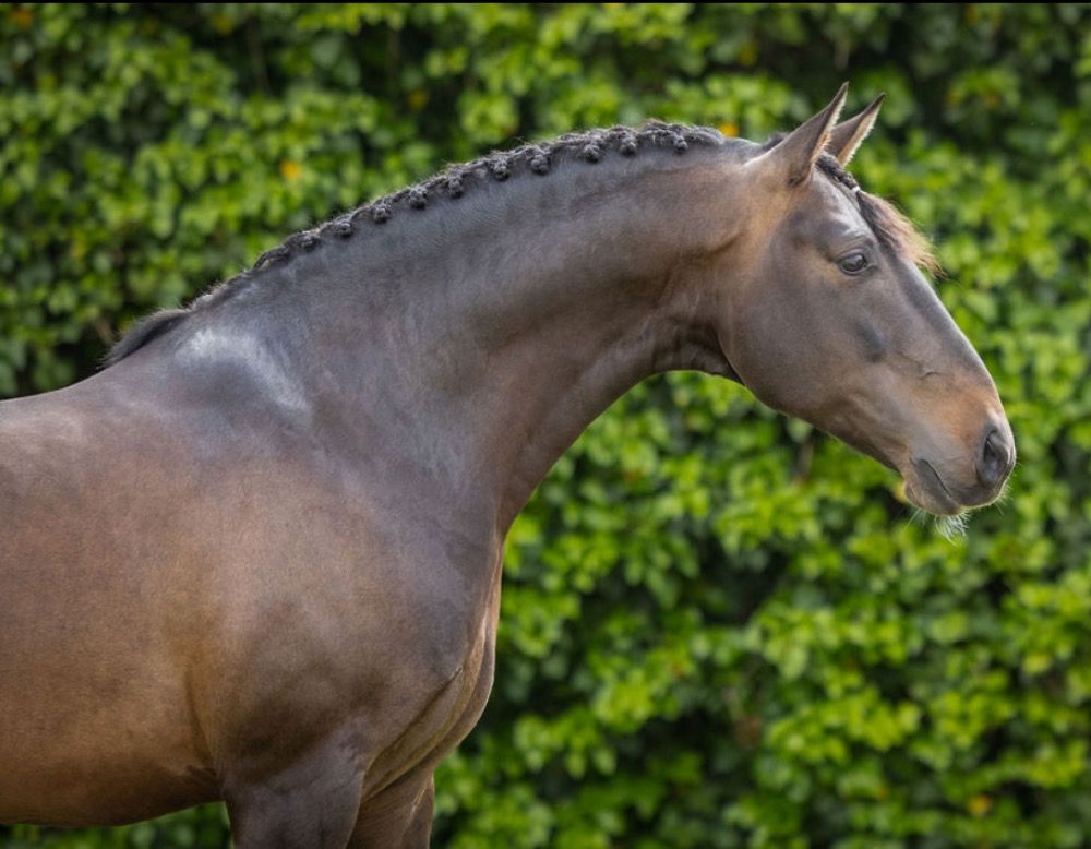 Prachtige Lusitano hengst