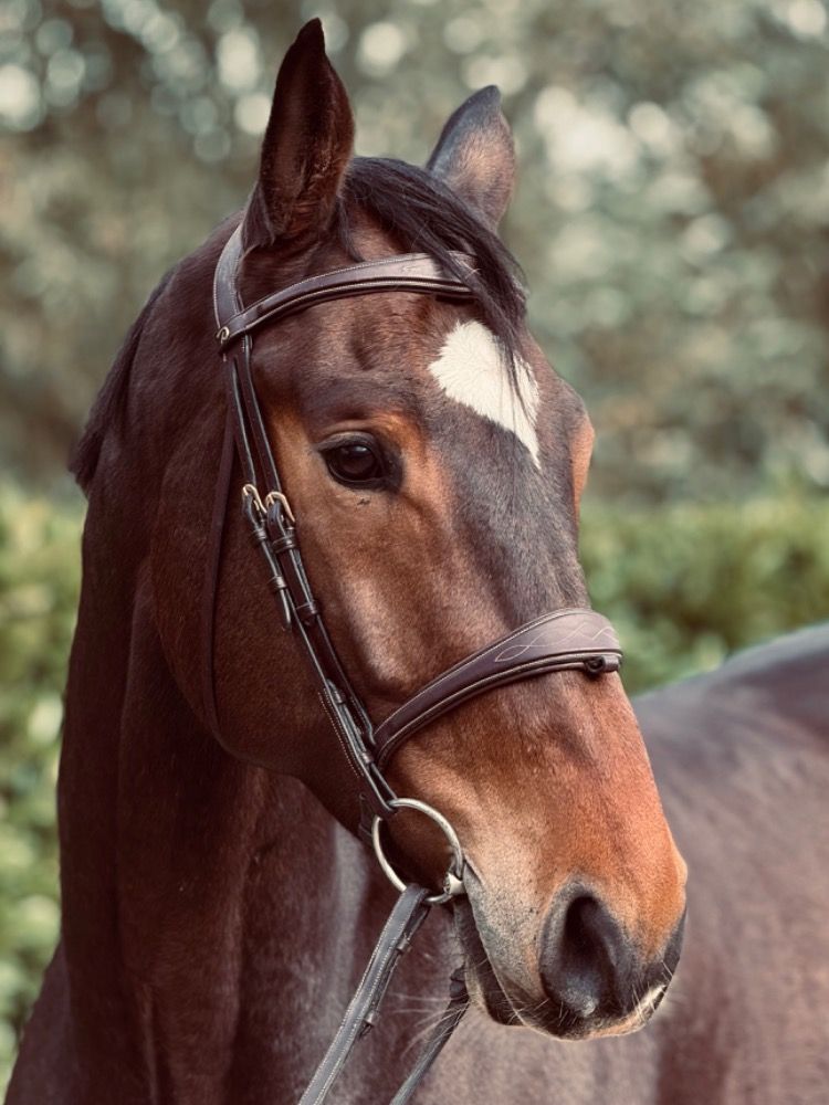 Knappe Beloftvolle 5-Jarige ruin