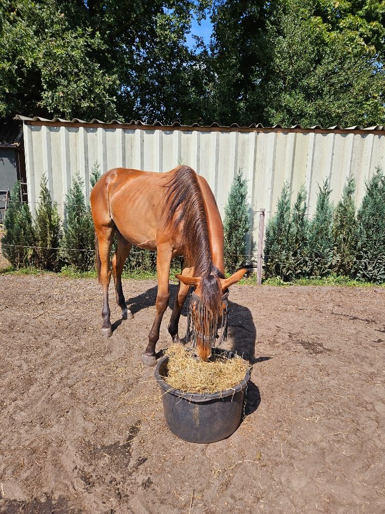 KWPN dressuurpaard Merrie 2 jaar Bruin te koop - Foto 3