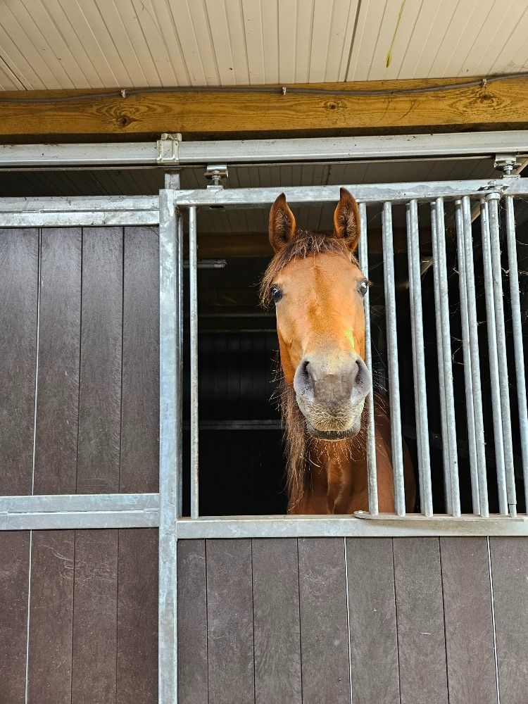 KWPN dressuurpaard Merrie 2 jaar Bruin te koop - Hoofdfoto