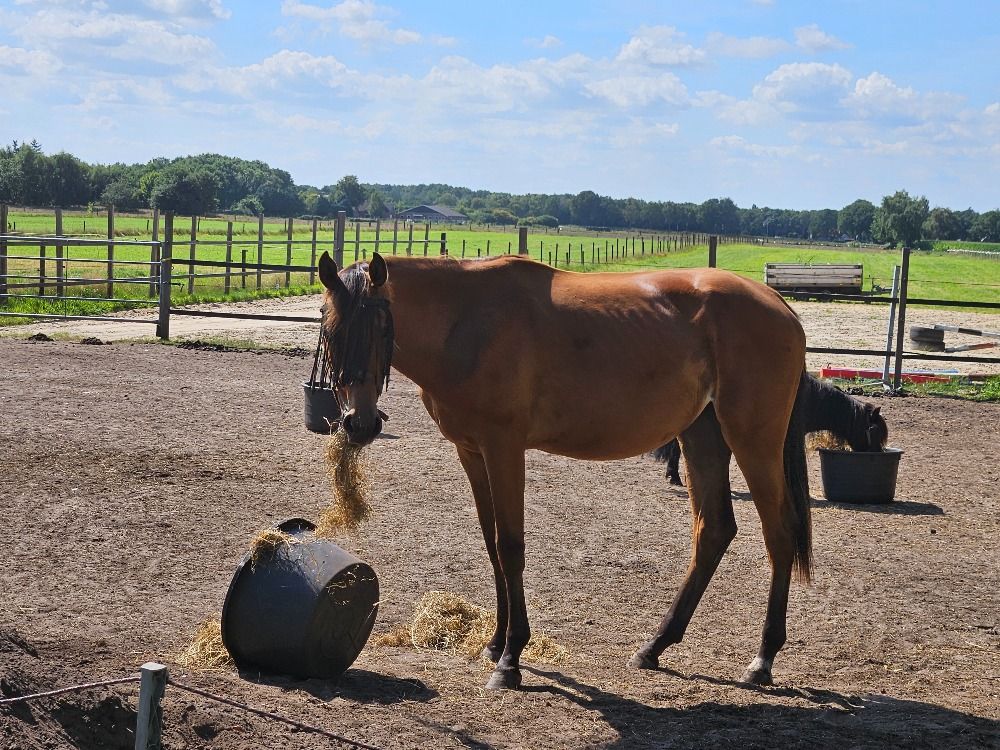 KWPN dressuurpaard Merrie 2 jaar Bruin te koop - Foto 2