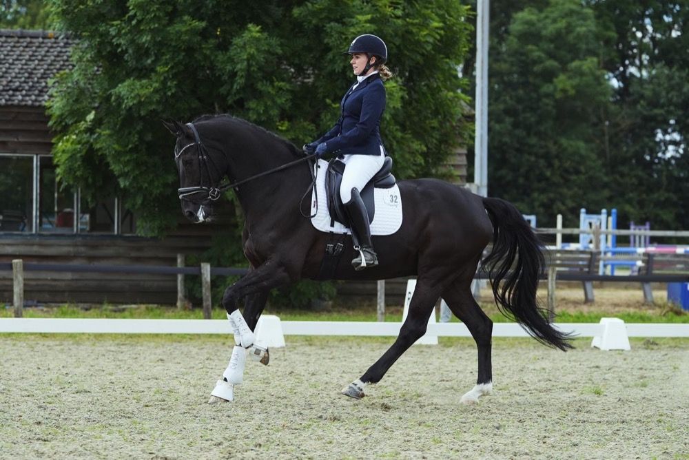 Zwartbruine ruin Connaisseur x Jazz x Contango 1.66 geb. 2012