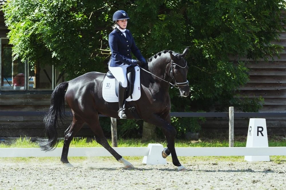 KWPN dressuurpaard Ruin 13 jaar Zwart te koop - Foto 3