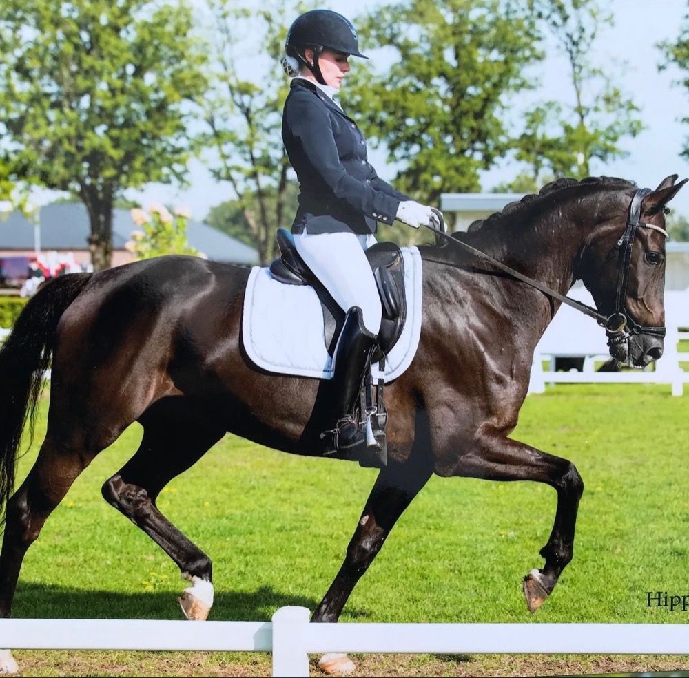 KWPN dressuurpaard Ruin 13 jaar Zwart te koop - Foto 4