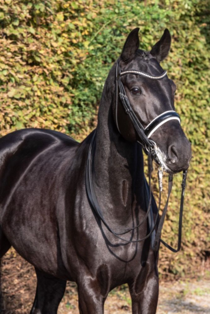 KWPN dressuurpaard Ruin 13 jaar Zwart te koop - Foto 6
