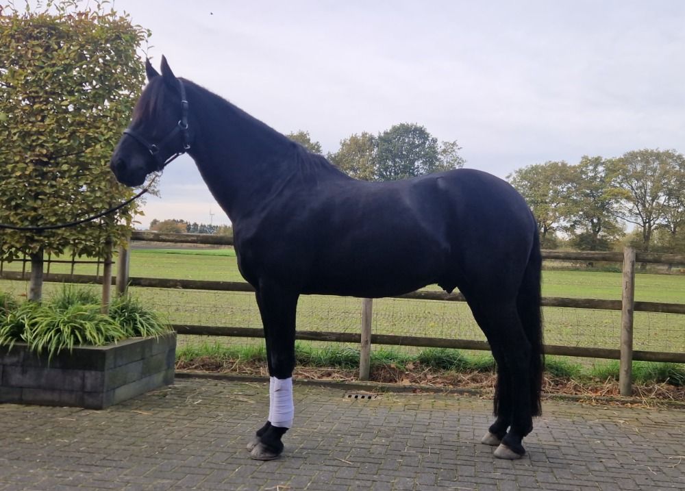 Ander stamboek dressuurpaard Ruin 9 jaar Zwart te koop - Foto 3