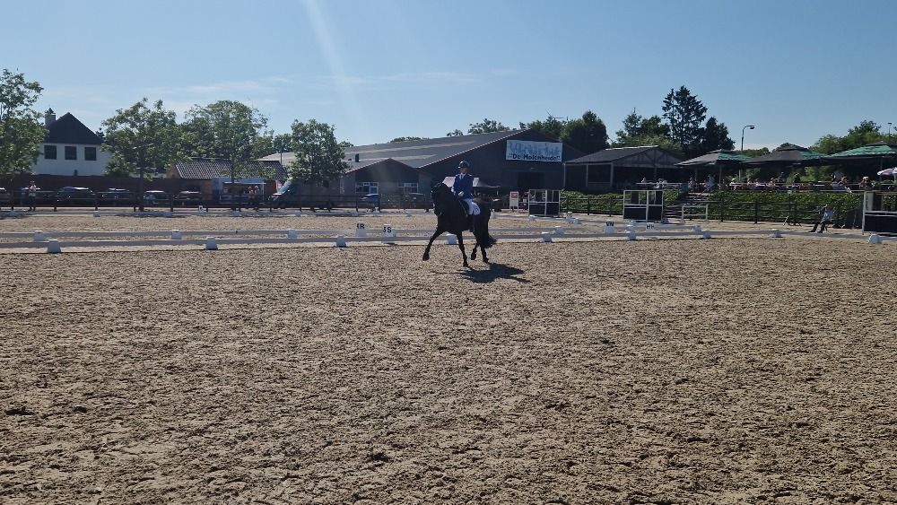 Ander stamboek dressuurpaard Ruin 9 jaar Zwart te koop - Foto 4