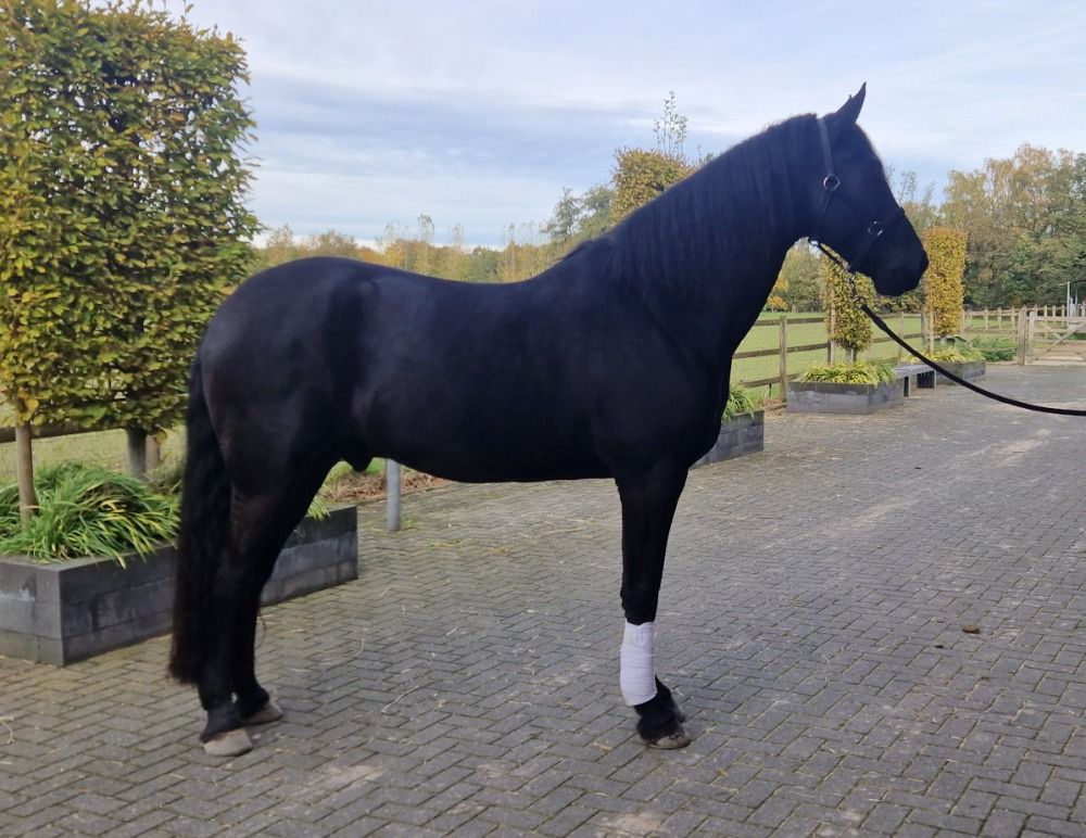 Prachtige Arabofriese ruin te koop