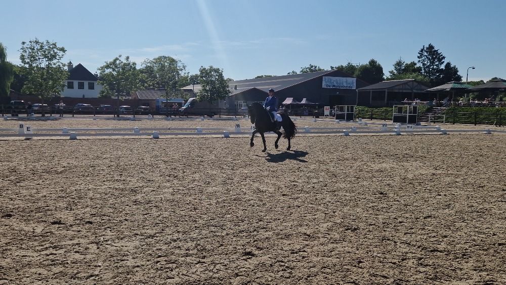 Ander stamboek dressuurpaard Ruin 9 jaar Zwart te koop - Foto 6