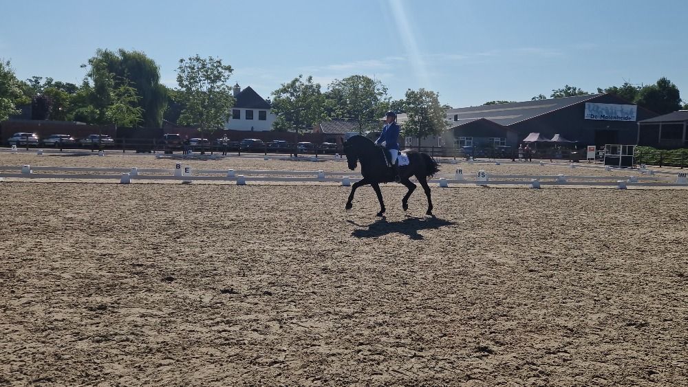 Ander stamboek dressuurpaard Ruin 9 jaar Zwart te koop - Foto 5