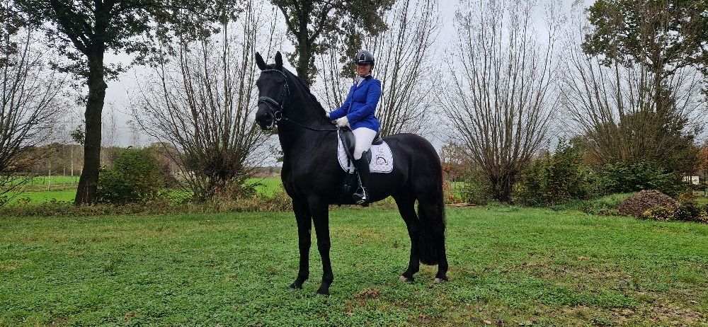 Ander stamboek dressuurpaard Ruin 9 jaar Zwart te koop - Foto 2