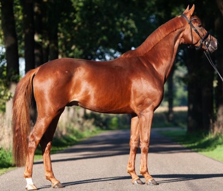 KWPN dressuurpaard Ruin 4 jaar Vos te koop - Foto 2