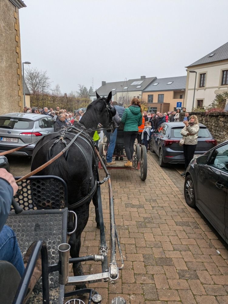 SBS dressuurpaard Merrie 8 jaar te koop - Foto 3
