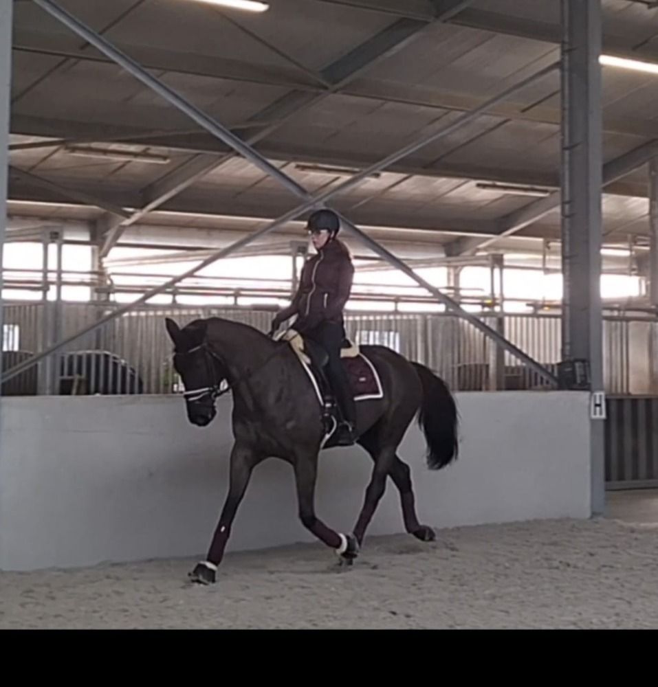 SBS dressuurpaard Merrie 8 jaar te koop - Foto 4