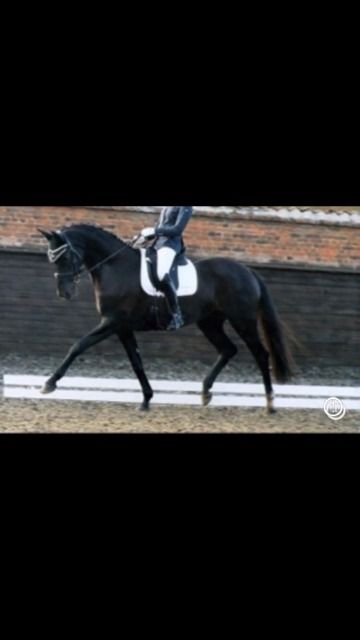 KWPN dressuurpaard Merrie 3 años Zwart en venta - Foto 4