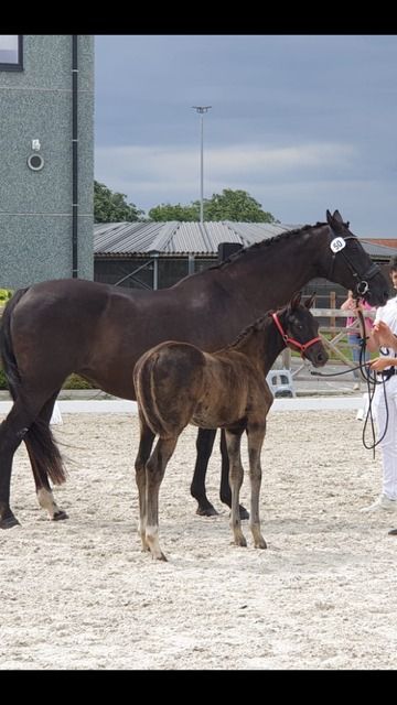 KWPN dressuurpaard Merrie 3 años Zwart en venta - Foto 5