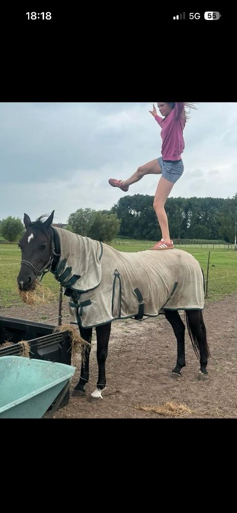 KWPN dressuurpaard Merrie 6 jaar Zwart te koop - Foto 3