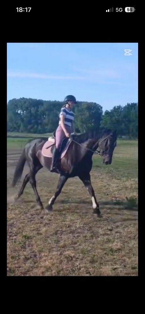 KWPN dressuurpaard Merrie 6 jaar Zwart te koop - Foto 2
