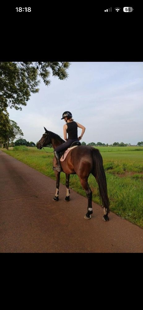 KWPN dressuurpaard Merrie 6 jaar Zwart te koop - Foto 6