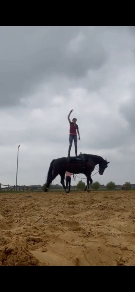 KWPN dressuurpaard Merrie 6 jaar Zwart te koop - Foto 4