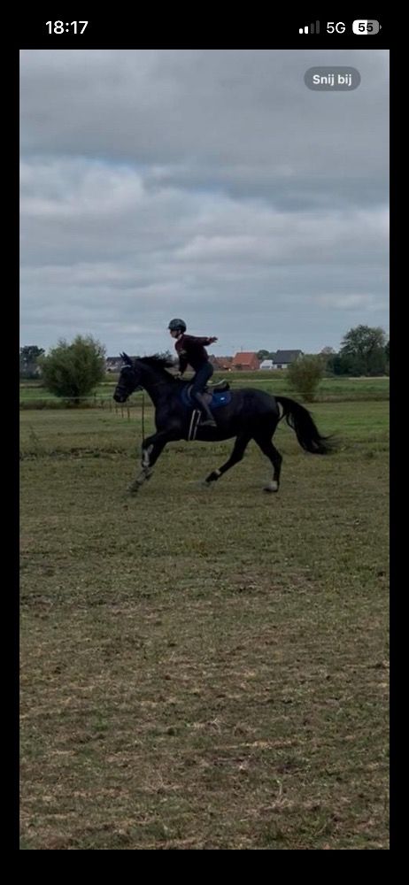 KWPN dressuurpaard Merrie 6 jaar Zwart te koop - Foto 5