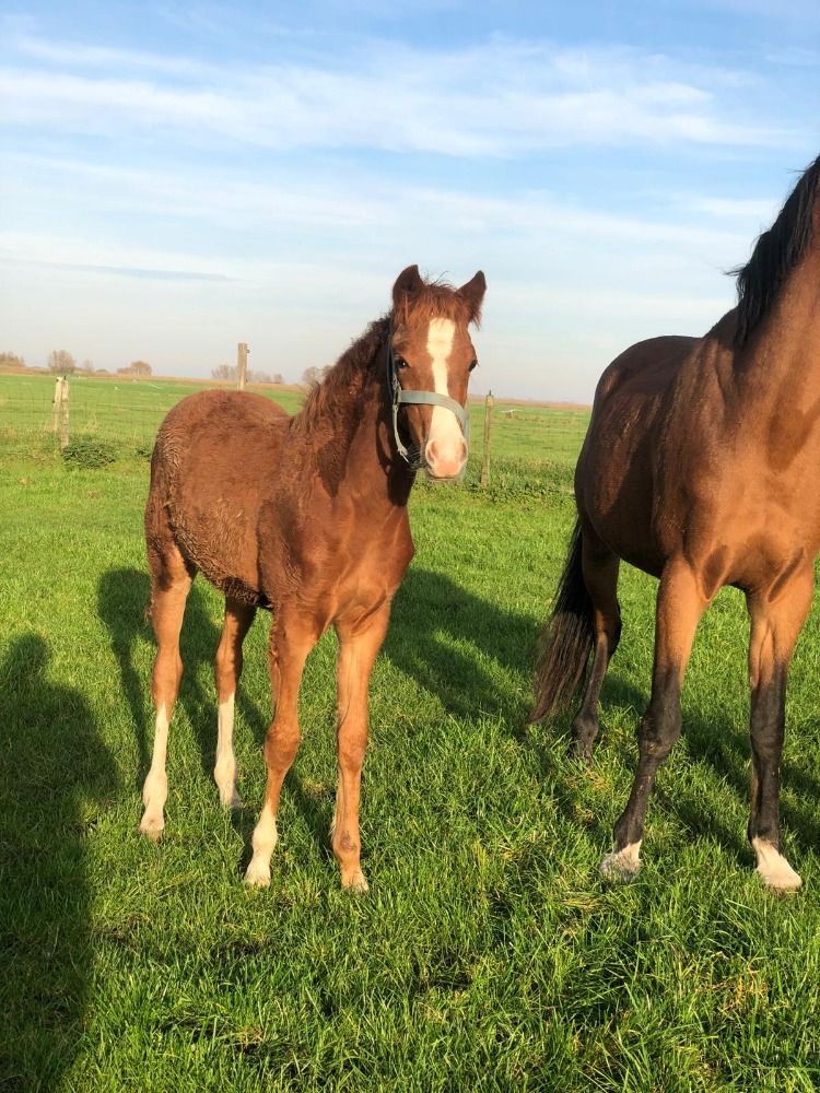Welsh allround-pony Hengst Vos te koop - Foto 6