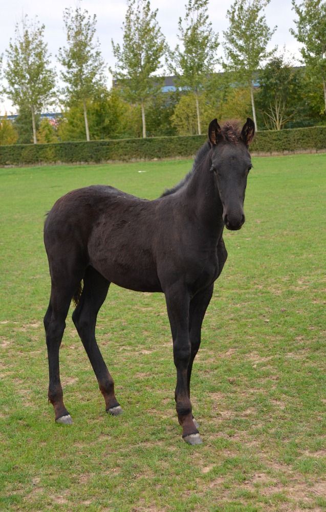 Ander stamboek allrounder Zwart te koop - Foto 3