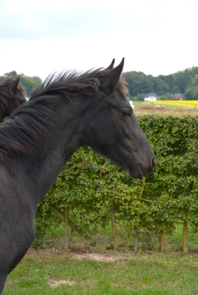 Ander stamboek allrounder Zwart te koop - Foto 4
