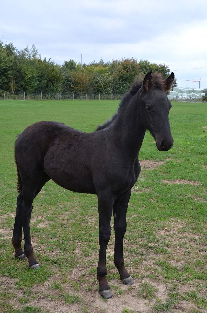 Ander stamboek allrounder Zwart te koop - Foto 2