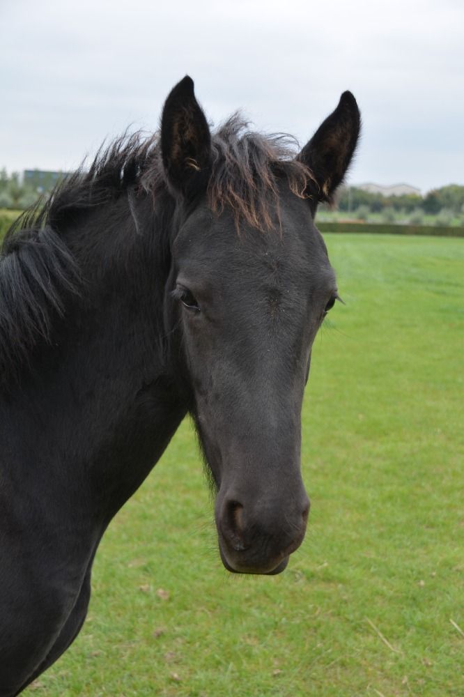 Arabo- en Warmbloedfriezen te koop