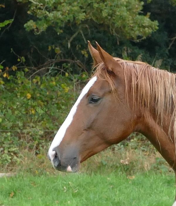 KWPN springpaard Merrie 2 jaar Vos te koop - Foto 3