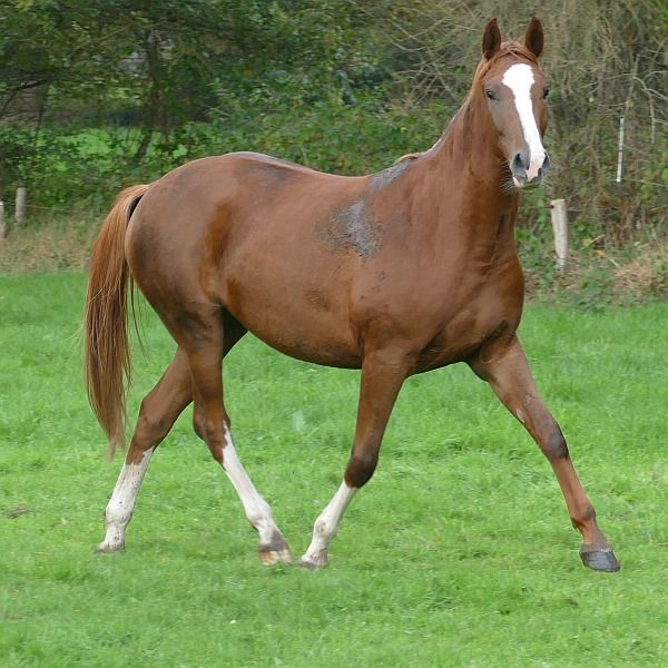 Mooie 2,5 jarige merrie van Triomphe de Muze
