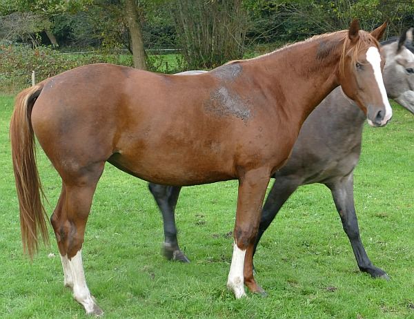 KWPN springpaard Merrie 2 jaar Vos te koop - Foto 2