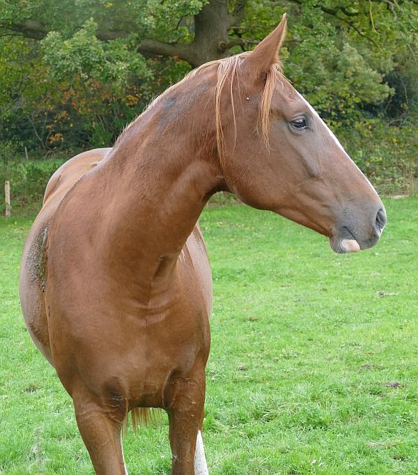 KWPN springpaard Merrie 2 jaar Vos te koop - Foto 4